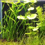植栽から9日目　スクリューバリスネリア